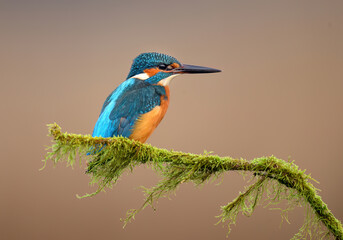 European Kingfisher ( Alcedo atthis ) close up