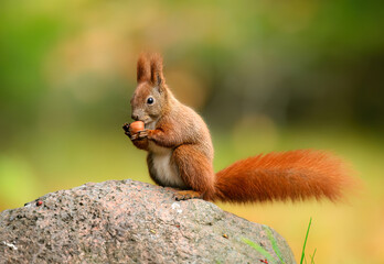 Red squirrel ( Sciurus vulgaris ) close up