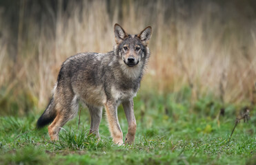 Obraz premium Grey wolf ( Canis lupus ) close up