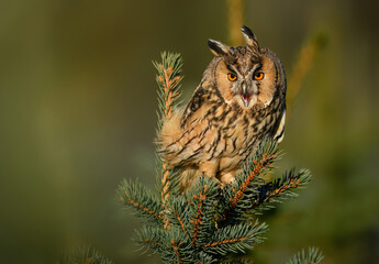 Long eared owl ( Asio otus ) close up