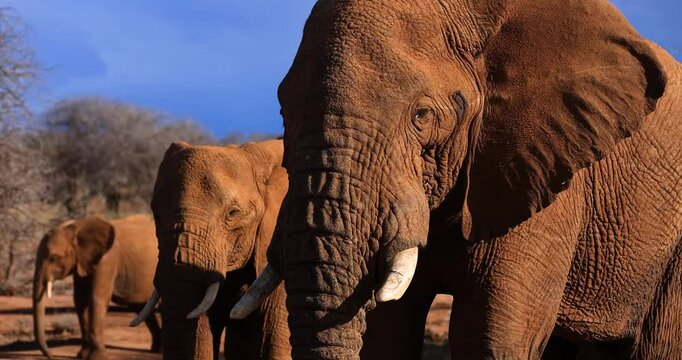 Portrait of an elephant during sunset