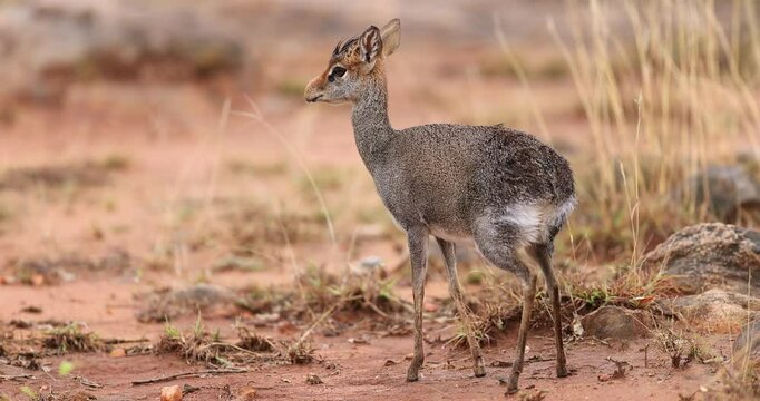 Portrait of a dik dik in the savannah