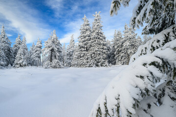 Beautiful winter landscape with frozen trees
