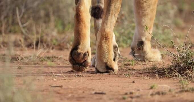 A lion family walks in the savannah