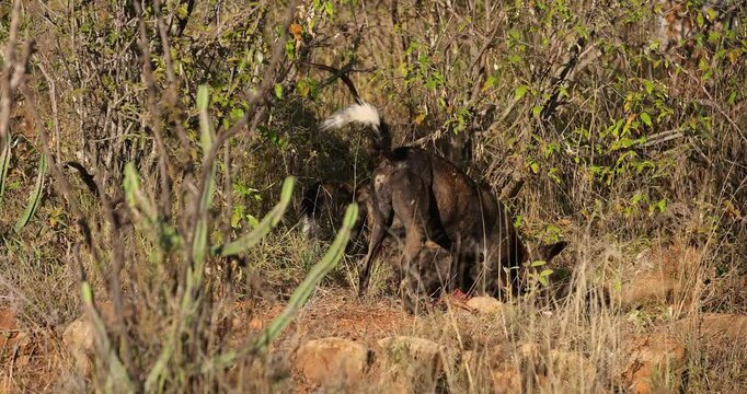 A wild dog eats an antelope in the savannah