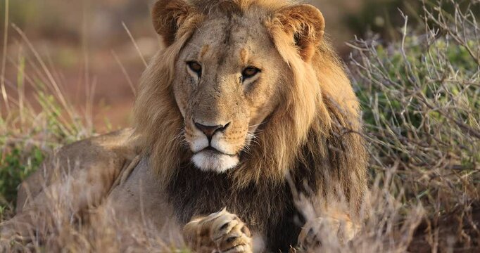 Portrait of a lion in the savannah
