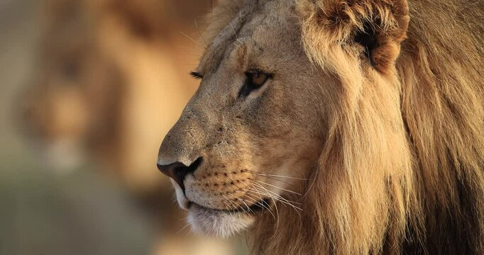 Portrait of a lion in the savannah