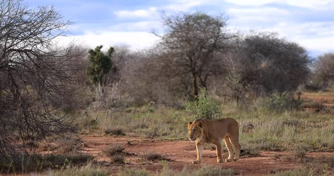 A lion family walks in the savannah