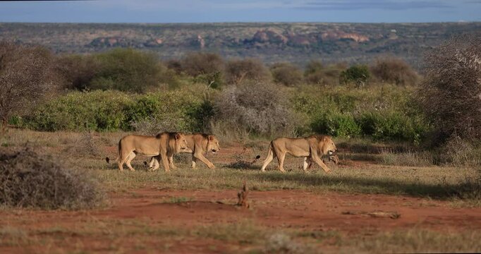 A lion family walks in the savannah