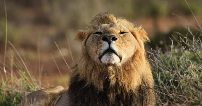 Portrait of a lion in the savannah