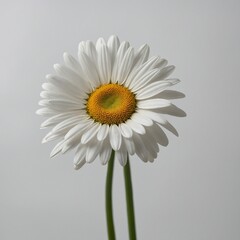 Obraz premium A bright, fresh white daisy with a simple yellow center, set on a pristine white background.