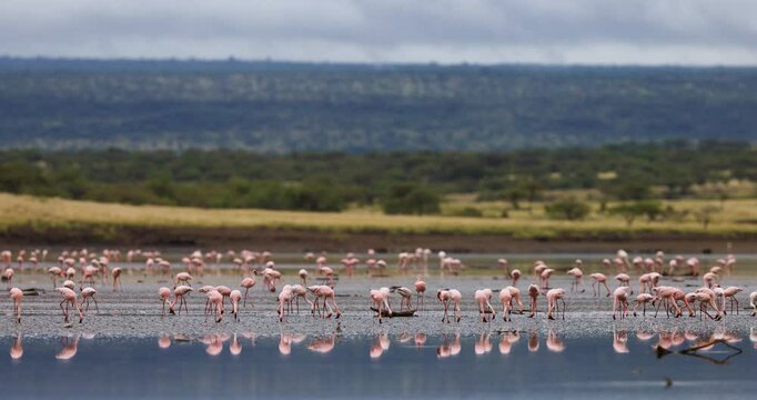 Hundreds of flamingos rest in a lake
