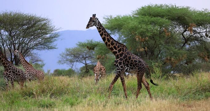 A family of giraffes walks in the savannah