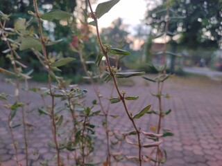 leaves in the rain