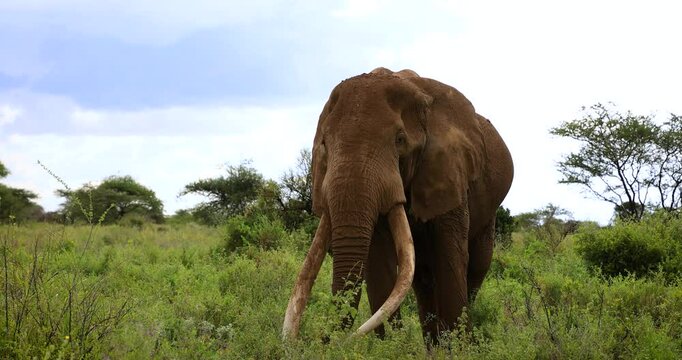 Tuskers or elephants walking in the savannah with a snow-capped mountain in the background