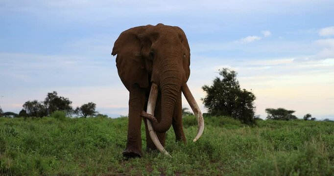 Tuskers or elephants walking in the savannah with a snow-capped mountain in the background