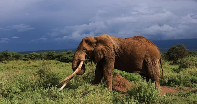 Tuskers or elephants walking in the savannah with a snow-capped mountain in the background