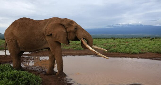 Tuskers or elephants drink water in the savannah