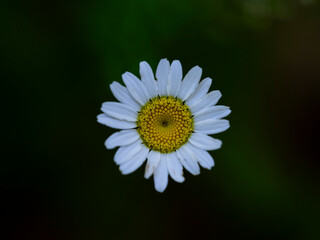 Obraz premium beautiful flower in nature