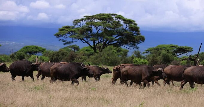 A family of buffalo walks in the savannah with a beautiful atmosphere