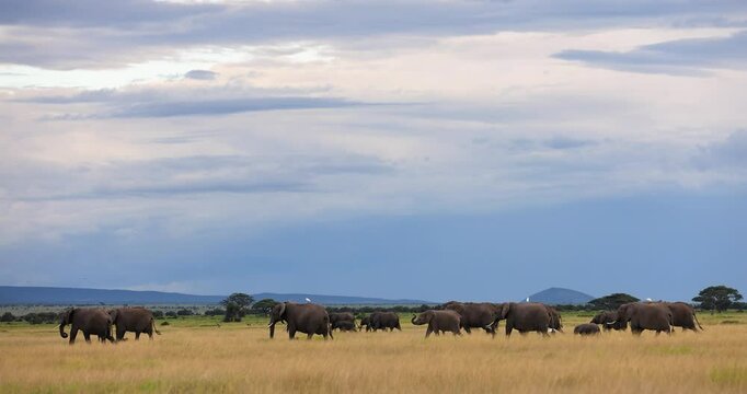 A family of elephants walks in the savannah with a beautiful atmosphere