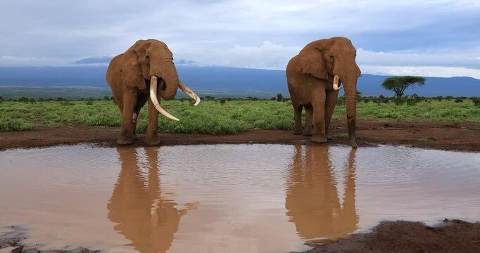 Tuskers or elephants drink water in the savannah