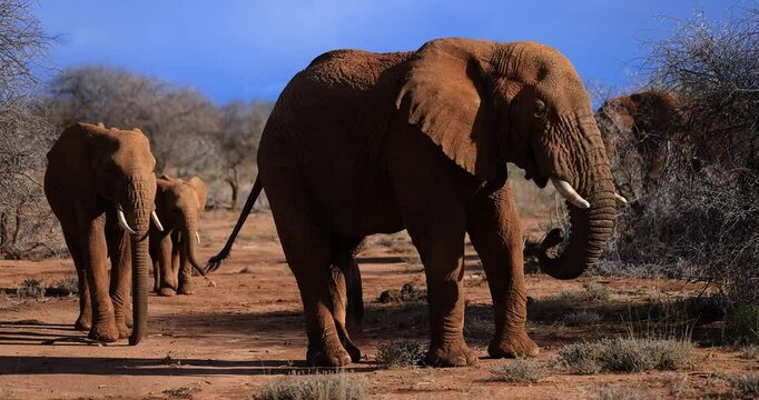 Portrait of an elephant during sunset