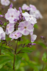 Pink garden phlox (phlox paniculata) flowers in bloom