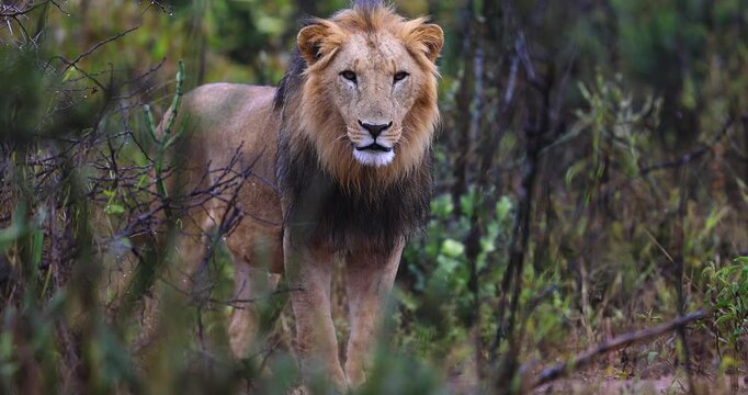 A lion walks in the savannah during the rain