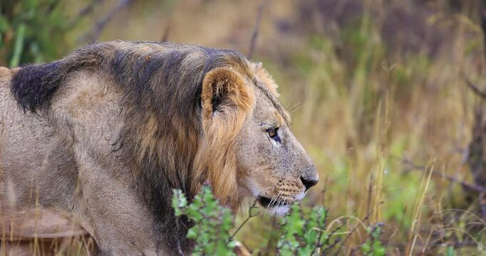 A lion walks in the savannah during the rain