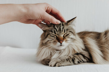 Hand strokes a relaxed cat with closed eyes, evoking calm and affectionate emotions