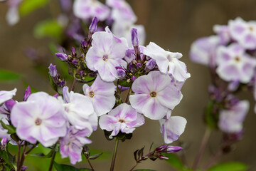 Pink garden phlox (phlox paniculata) flowers in bloom