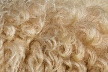 Close up of a sheep's hair with beautiful light. Fleecy background with copy space