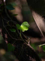 beautiful plants in the forest