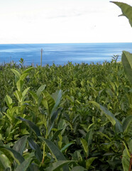 Landscape of tea plantation in Porto Formoso