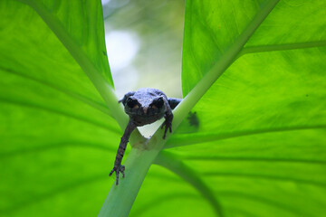 Leptobrachium hasseltii (Hasselt's toad or Java spadefoot toad) on leaves, Hasselt's litter frog Tschudi's frog walking on green moss, Indonesian toad