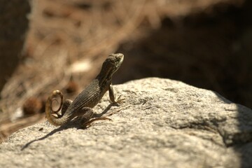 lizard on the stone