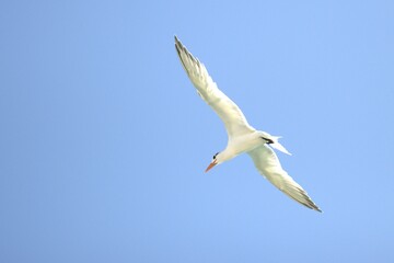 seagull in the sky