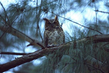 owl in the tree