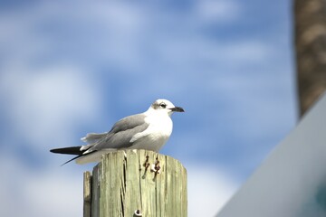 seagull on a post