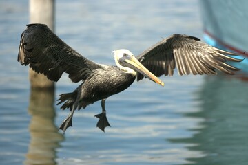 pelican in flight