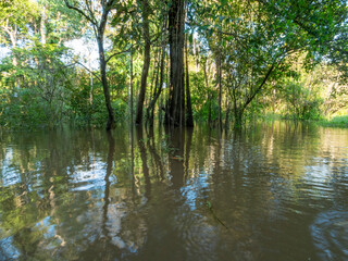 Amazon river landscape with trees standing in the water.