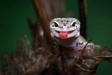 Leopard gecko closeup on dry leaves, Leopard gecko front view, Leopard gecko closeup