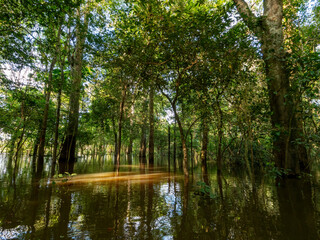 Amazon river landscape with trees standing in the water.