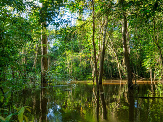 Amazon river landscape with trees standing in the water.