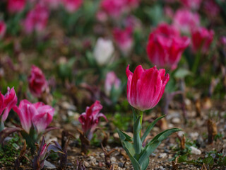 Obraz premium beautiful flowers in the garden