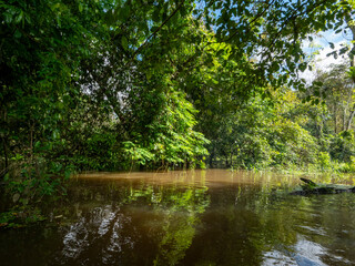 Amazon river landscape with trees standing in the water.