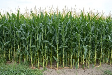Obraz premium Tall corn plants growing in a lush green field under a clear sky during the summer season