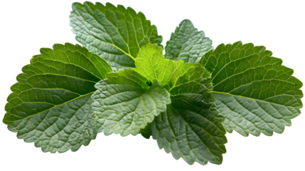 Fresh patchouli leaves on a transparent background