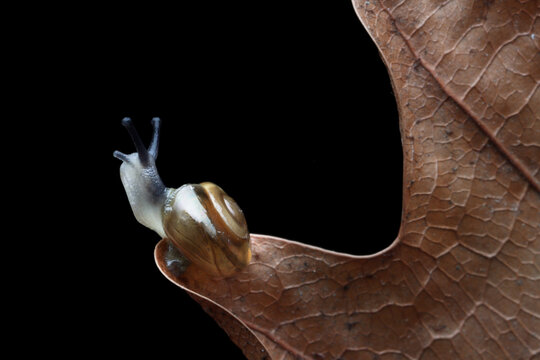 Little snail on dry leaves with isolated  black background, Beautiful little sanil on dry leaves, Little snail walking on a circle of dry leaves